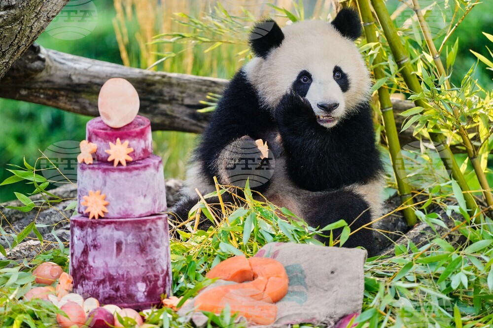 Germany Panda Bears