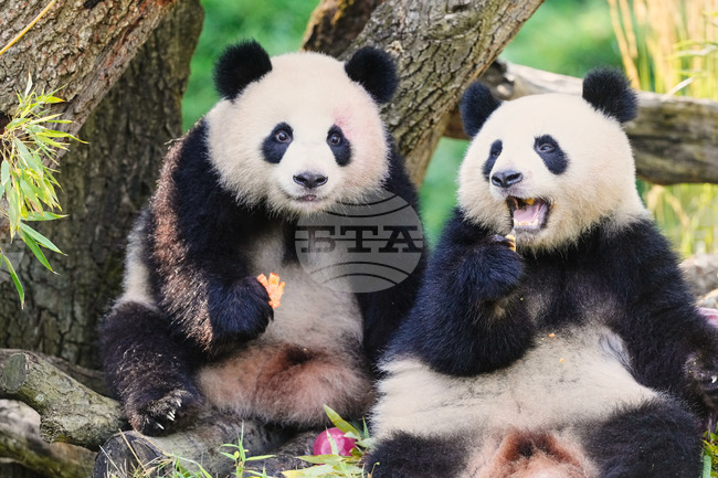 APTOPIX Germany Panda Bears