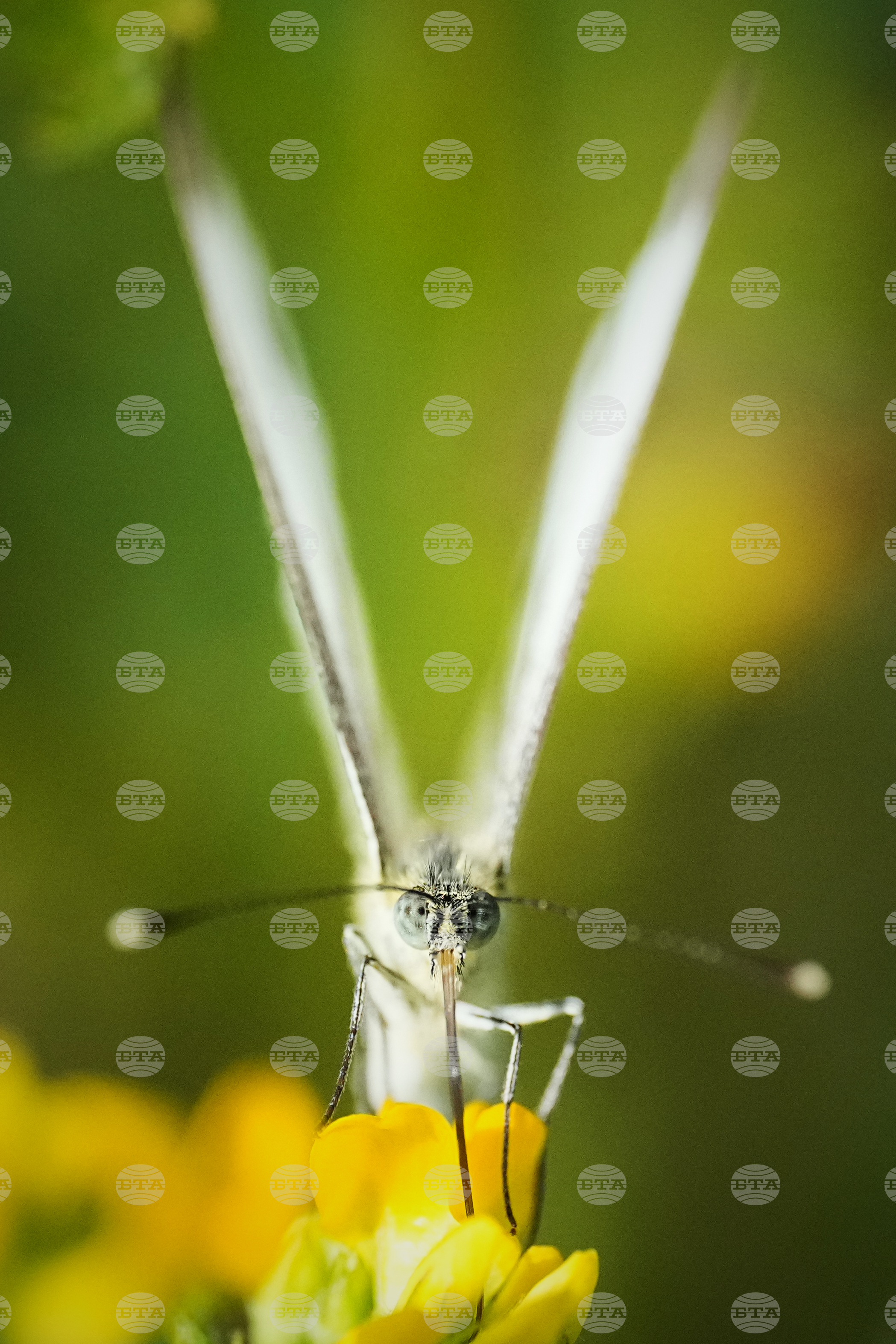 Estonia Wildlife