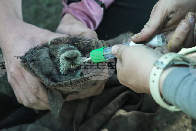 Marmots Climate Research