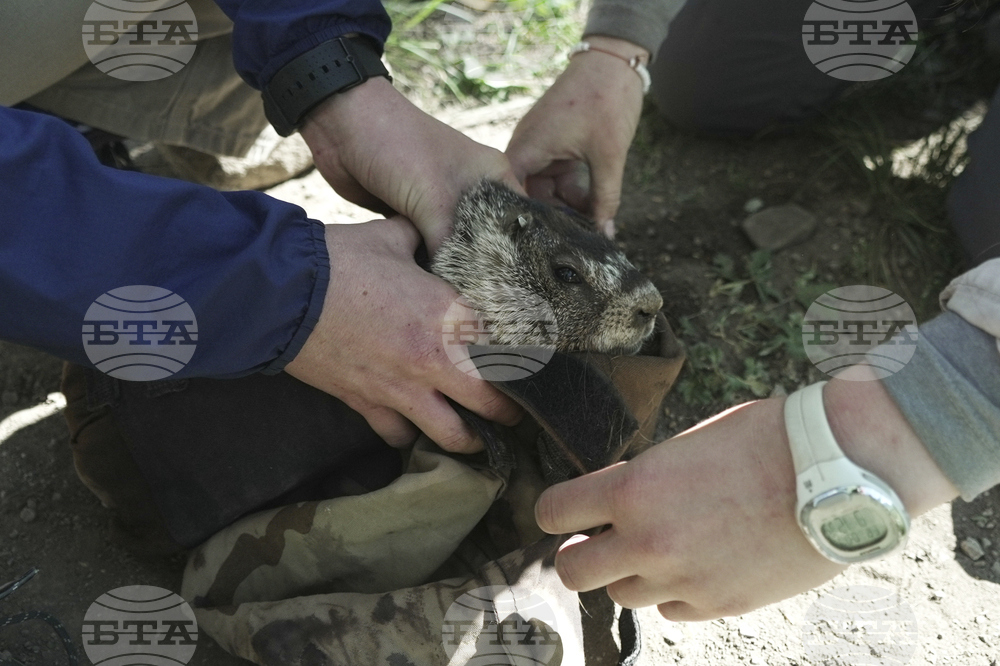 Marmots Climate Research