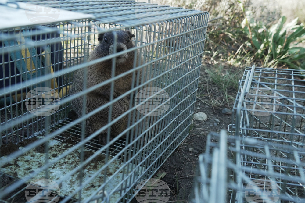 Marmots Climate Research
