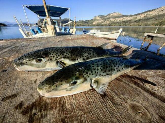 КНА: Близо 145 тона риба-балон са уловени в кипърски води за две години по данни на Департамента по рибарство
