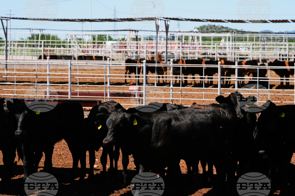 Mexico US Cattle Screwworm