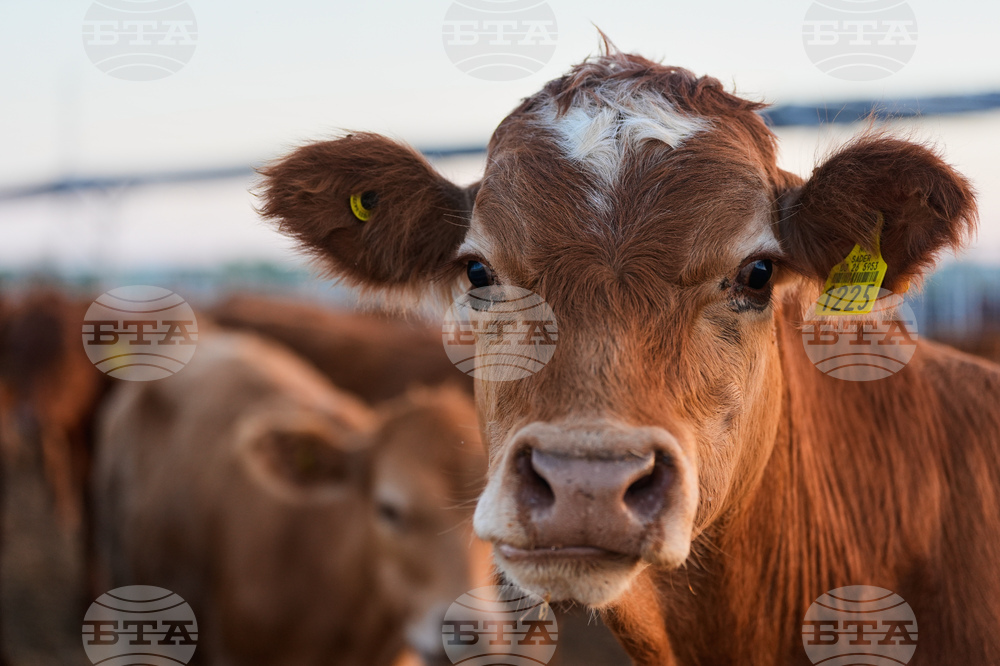 Mexico US Cattle Screwworm