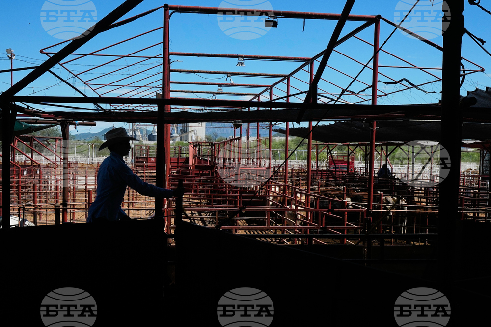 Mexico US Cattle Screwworm