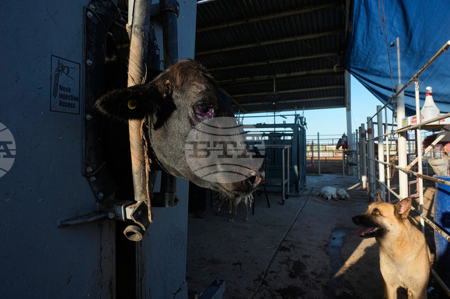 Mexico US Cattle Exports