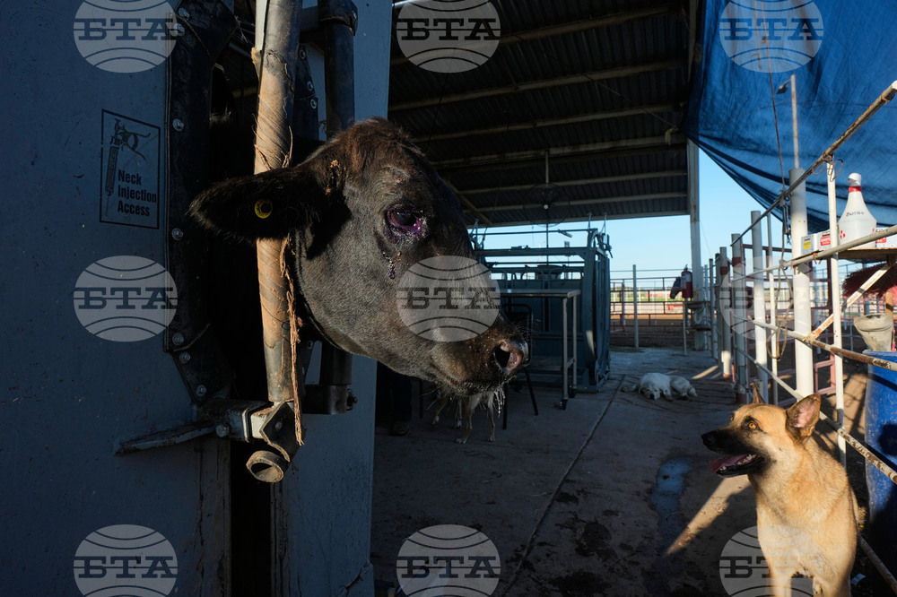 Mexico US Cattle Exports