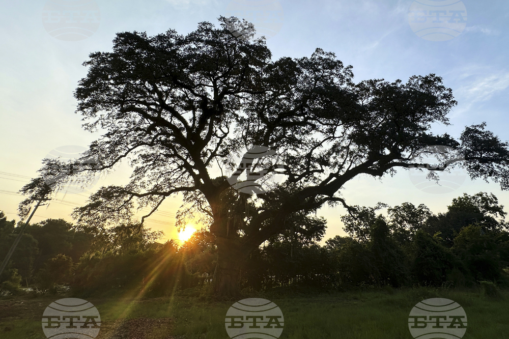 South Carolina-Revolutionary War Tree