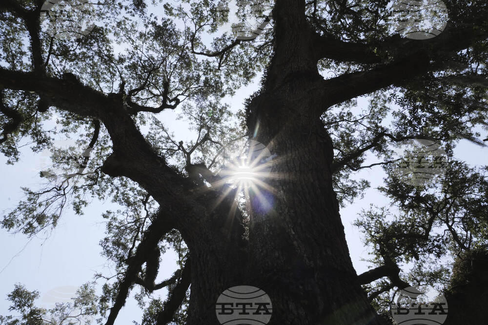 South Carolina-Revolutionary War Tree