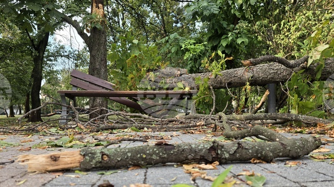 Sofia Crews Clear Fallen Trees and Flooded Areas After Intense Storm