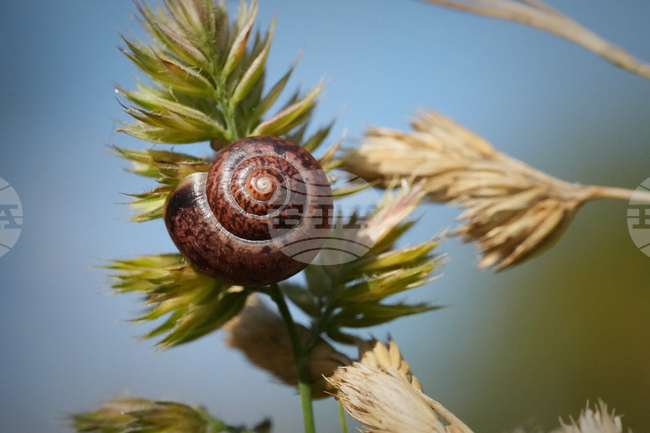 Estonia Wildlife