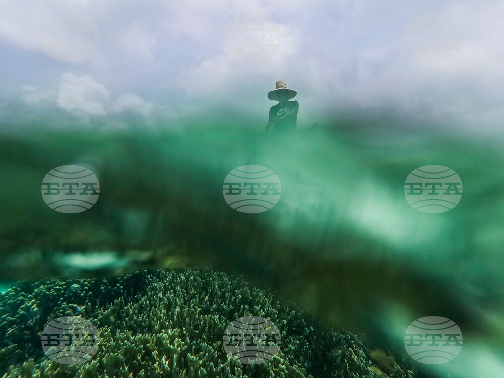 Panama Coral Reef