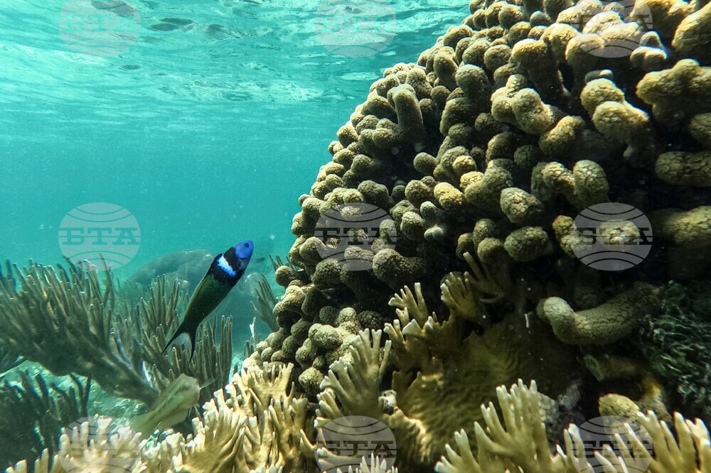 Panama Coral Reef