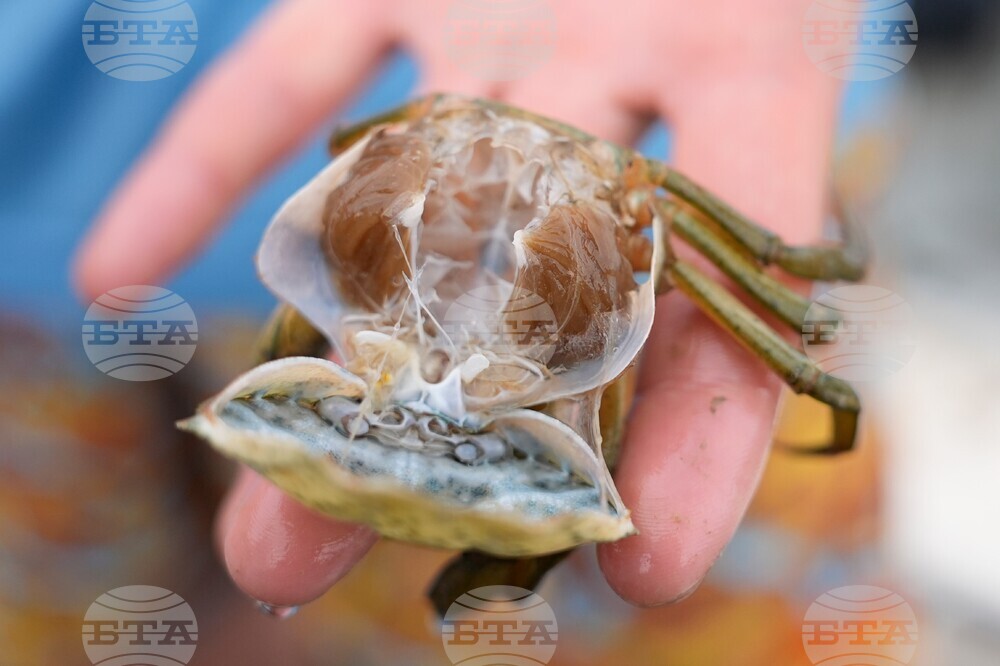Invasive Species Green Crabs