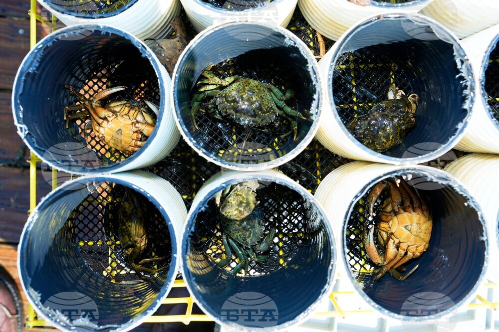 Invasive Species Green Crabs