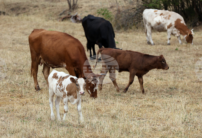 Food Safety Agency Identifies 311 "Virtual" Cattle During Inspections in Momchilgrad Municipality