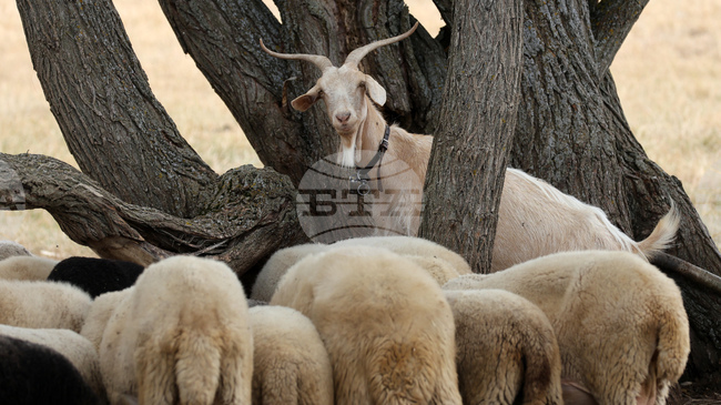 Two Outbreaks of Sheep and Goat Pox Confirmed in Blagoevgrad and Haskovo Regions