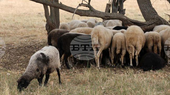 Strict Controls Ordered after Sheep and Goat Pox Outbreak in Yambol Region