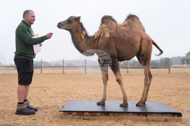 Britain Zoo Weigh In