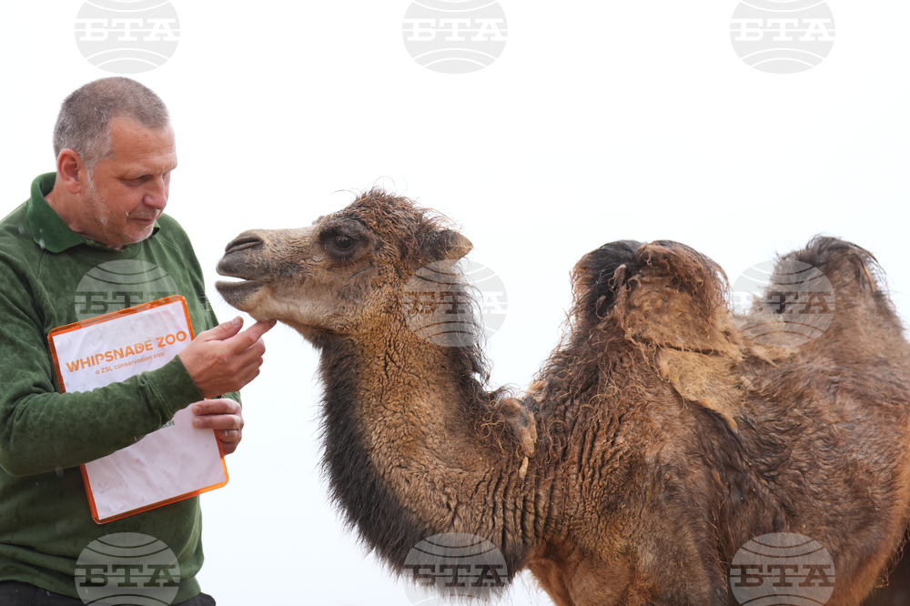 Britain Zoo Weigh In