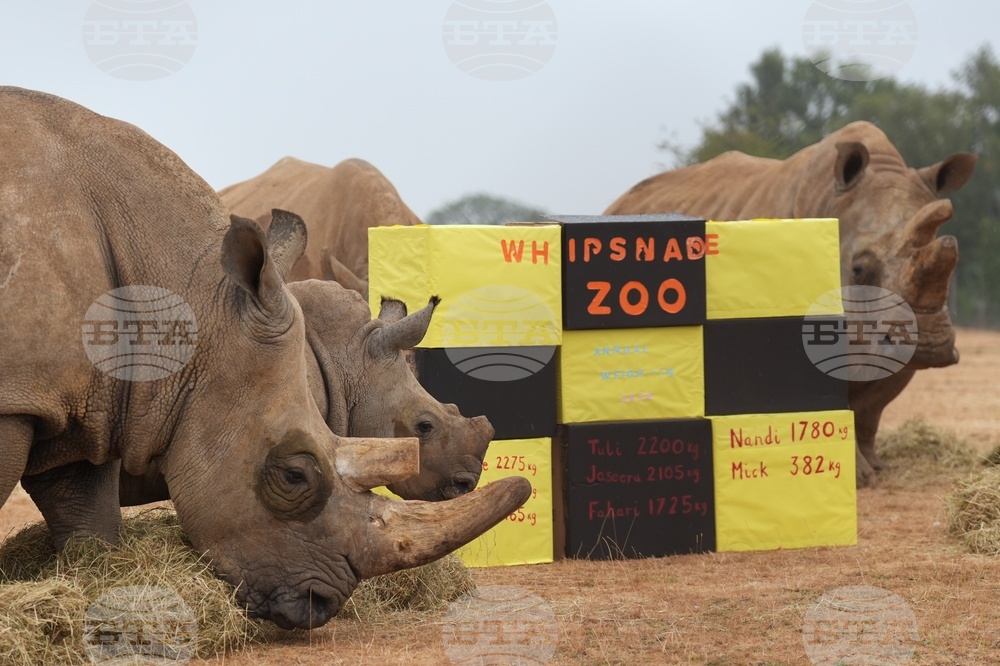 Britain Zoo Weigh In
