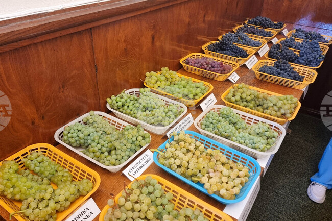 Pleven Exhibition Celebrates 70 Grape Varieties, Bulgaria’s Wine Heritage
