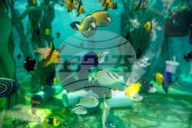 Saving Sea Creatures.