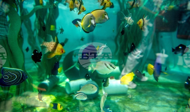 Saving Sea Creatures.