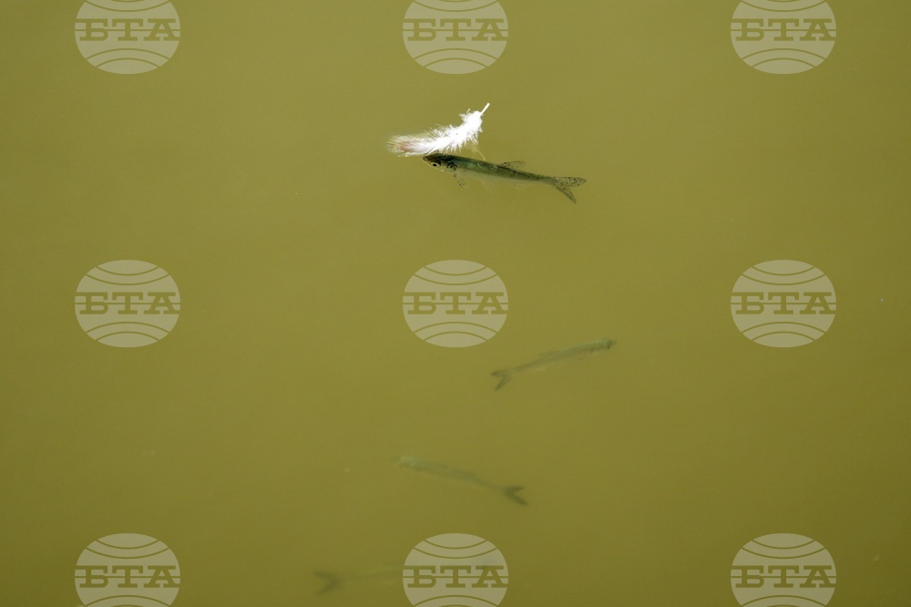 Europe Drought Fish