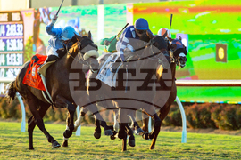 Del Mar Horse Racing