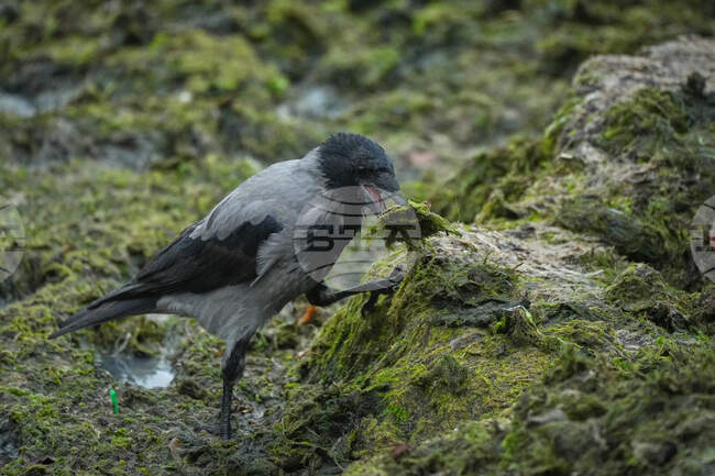 Estonia Wildlife