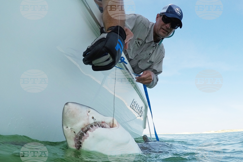 Sharks Hamptons