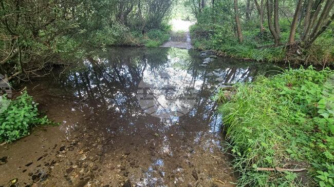 Investigation Opened After Dead Fish Found in Struma River