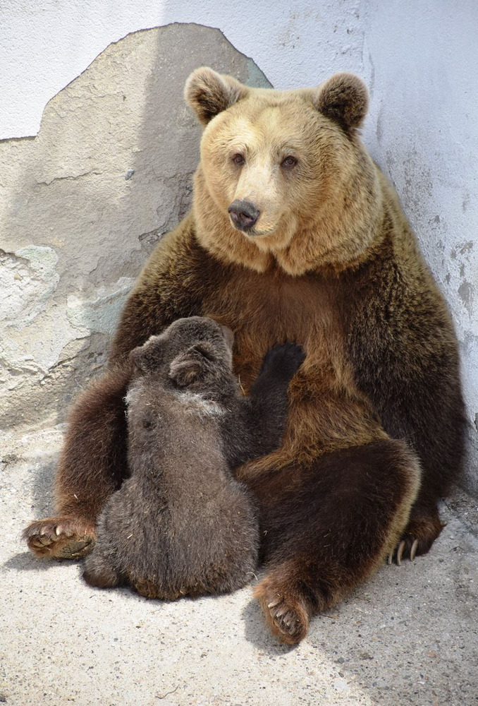 Община Благоевград: Мече се роди в благоевградския зоопарк