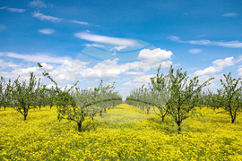 Село Трояново - Овощна градина