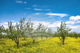 Село Трояново - Овощна градина