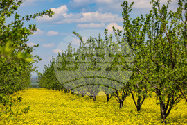 Село Трояново - Овощна градина