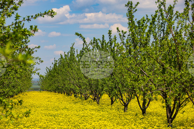 Село Трояново - Овощна градина