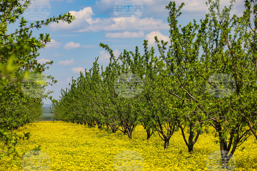 Село Трояново - Овощна градина
