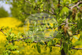 Село Трояново - Овощна градина