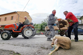 Село Паталеница - Гергьовден - освещаване на агне