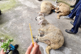 Село Паталеница - Гергьовден - освещаване на агне