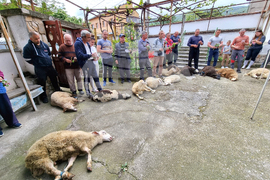 Село Паталеница - Гергьовден - освещаване на агне