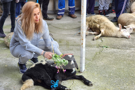 Село Паталеница - Гергьовден - освещаване на агне