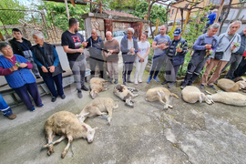 Село Паталеница - Гергьовден - освещаване на агне