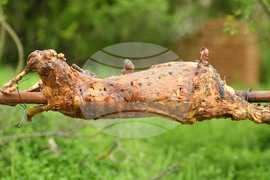 Село Каменово - традиции - Гергьовден