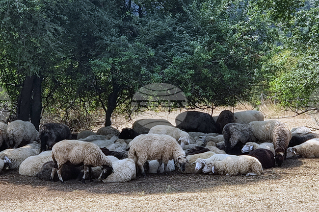 Outbreak of Sheep and Goat Pox Confirmed in Kyustendil Region Village