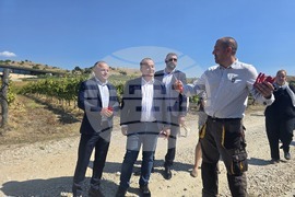 Сандански - Пламен Абровски - начало на гроздобера