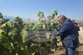 Сандански - Пламен Абровски - начало на гроздобера
